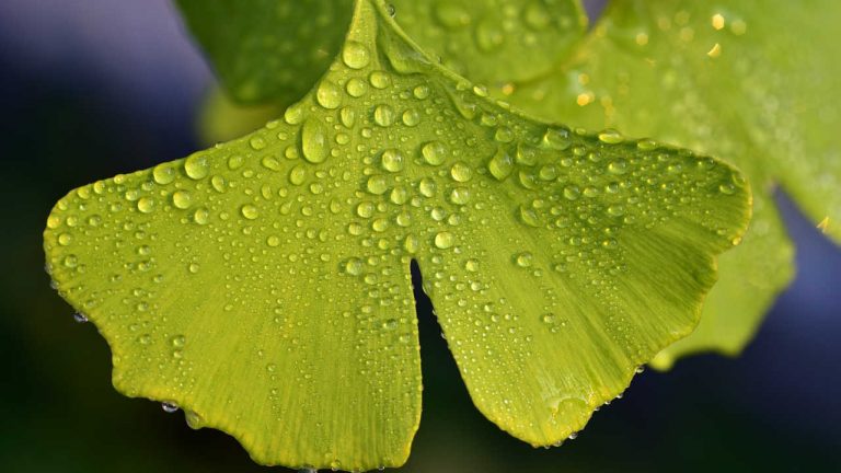 Resilienz und Stressmanagement online-live-Trainings und Seminare mit Stresscoach Brigitte Zadrobilek