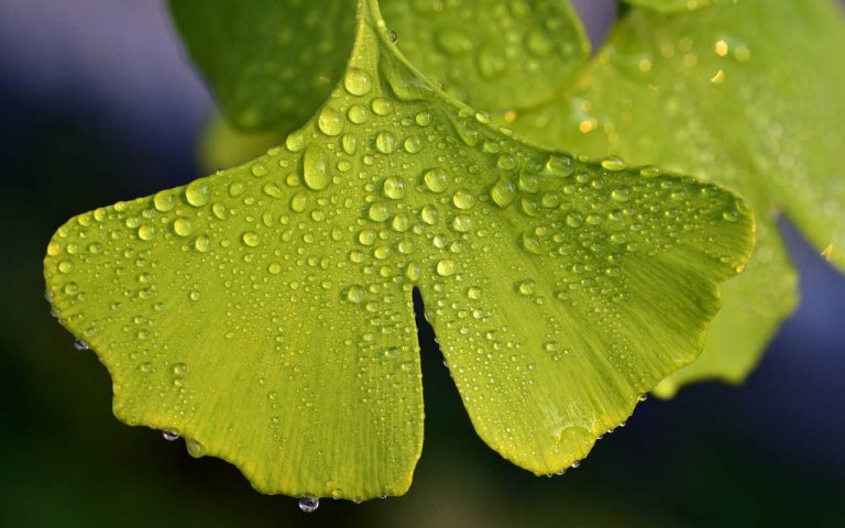 Stressmanagement  online-live-Trainings und Seminare mit Stresscoach Brigitte Zadrobilek Resilienz und Stressmanagement online-live-Trainings und Seminare mit Stresscoach Brigitte Zadrobilek