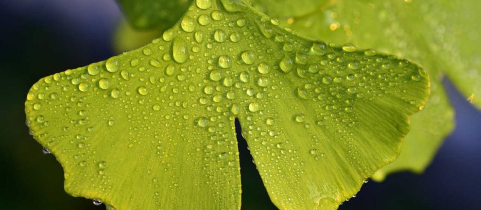 Resilienz und Stressmanagement online-live-Trainings und Seminare mit Stresscoach Brigitte Zadrobilek