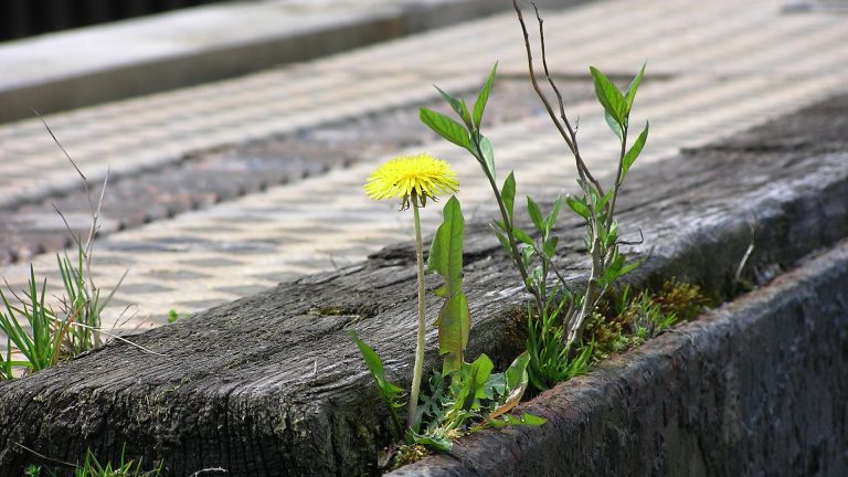 Resilienz als Ressource mit Stresscoach Brigitte Zadrobilek