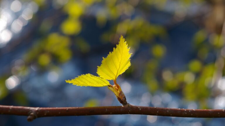 Mit PERMA Sinn, Motivation und Potenzialentfaltung fördern mit Stresscoach Brigitte Zadrobilek