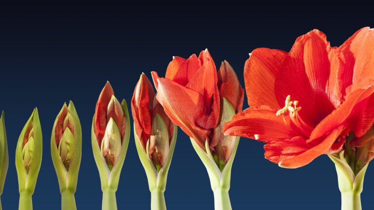 PERMA-Lead® für Führungskräfte mit Stresscoach Brigitte Zadrobilek