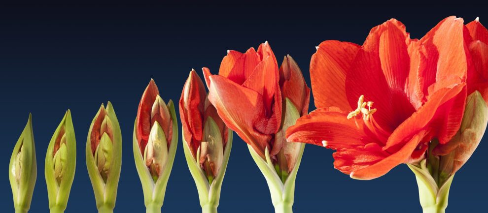 PERMA-Lead® für Führungskräfte mit Stresscoach Brigitte Zadrobilek