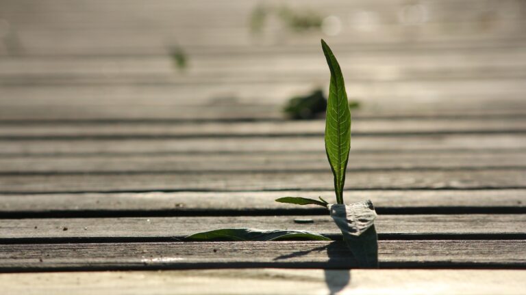 Resilienz stärken mit Resilienztraining von Stresscoach Brigitte Zadrobilek